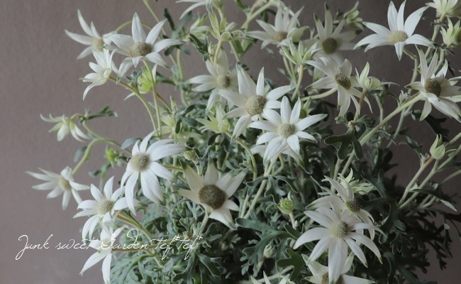 フランネルフラワー エンジェルスター 四季咲き性強 すべての商品 Junk Sweet Garden Tef Tef