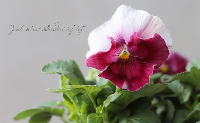 パンジー・アリル 『ローズビーコン』 | すべての商品 | | Junk sweet