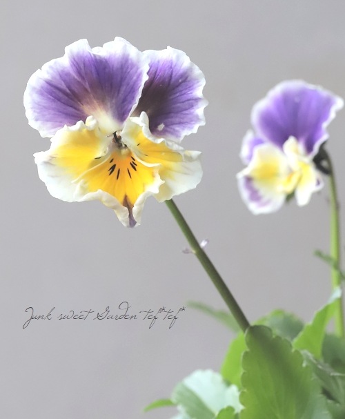 ○松原園芸さんビオラ 『ファルファリア』 No.16 【変わり咲き