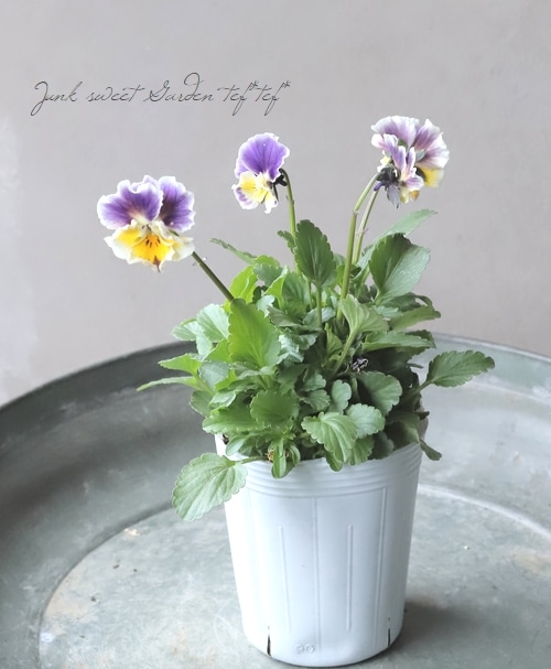 ハンドメイド ビオラ 園芸ネット本店｜ビオラ：スイーツミックス グレープのソルベ4号ポット