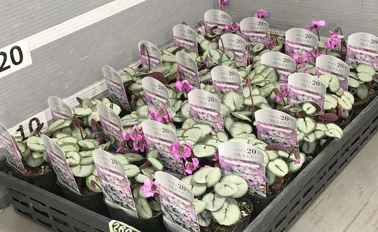 亮 إࡦС إСץ󥹡