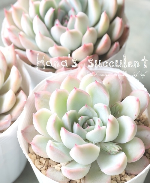 ��¿����ʪ�� �����٥ꥢ ������ɱ�� �ڤϤʤ�����¿���ۡ�