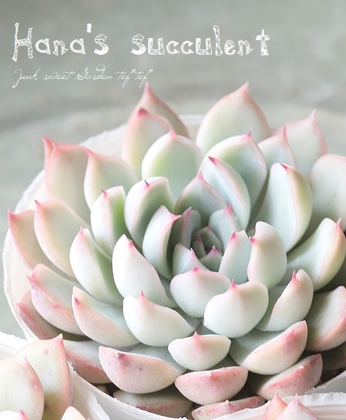 ��¿����ʪ�� �����٥ꥢ ������ɱ�� �ڤϤʤ�����¿���ۡ�