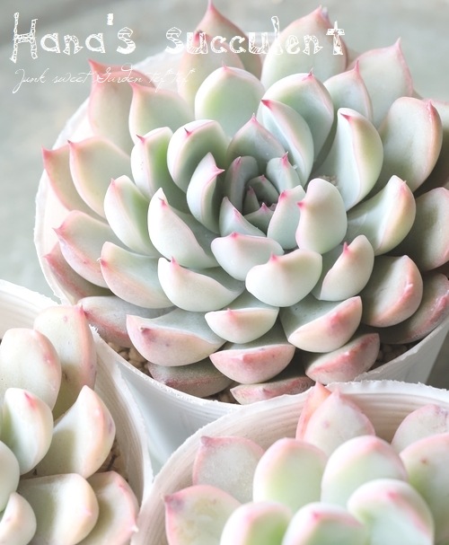 ��¿����ʪ�� �����٥ꥢ ������ɱ�� �ڤϤʤ�����¿���ۡ�