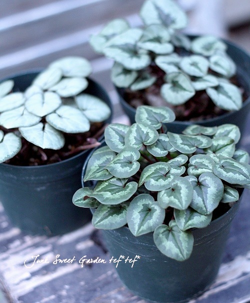 亮 إࡦС إСץ󥹡