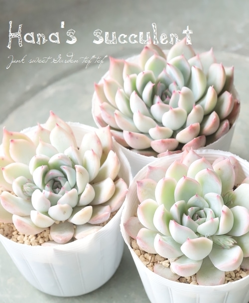 ��¿����ʪ�� �����٥ꥢ ������ɱ�� �ڤϤʤ�����¿���ۡ�