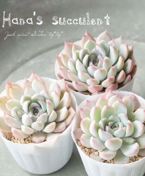 ��¿����ʪ�� �����٥ꥢ ������ɱ�� �ڤϤʤ�����¿���ۡ�