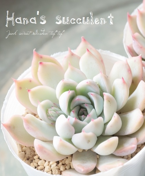 ��¿����ʪ�� �����٥ꥢ ������ɱ�� �ڤϤʤ�����¿���ۡ�