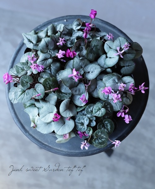 亮 إࡦС إСץ󥹡