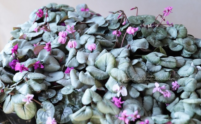 亮 إࡦС إСץ󥹡