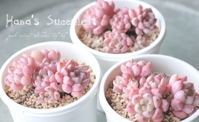 多肉植物】 エケベリア 群生多頭株『キュートバブル