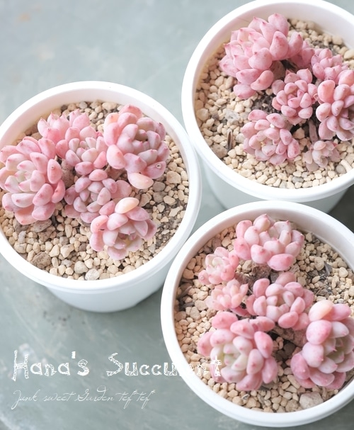 多肉植物】 エケベリア 群生多頭株『キュートバブル