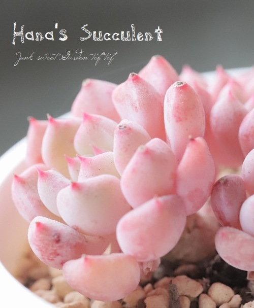 ��¿����ʪ�� �����٥ꥢ ����¿Ƭ���إ��塼�ȥХ֥�� �ڤϤʤ�����¿���ۡ�