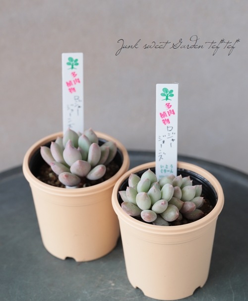 ��¿����ʪ�� �إ����㡼���硼�󥺡١��ѥ��٥ꥢ°�����Ȥ����꡼��