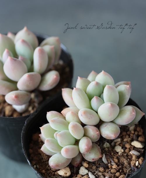 ��¿����ʪ�� �إ����㡼���硼�󥺡١��ѥ��٥ꥢ°�����Ȥ����꡼��