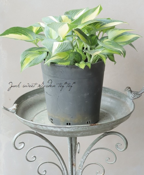 �ۥ��������ܥ��� �إޥ��å��������ɡ�