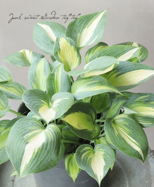 �ۥ��������ܥ��� �إޥ��å��������ɡ�