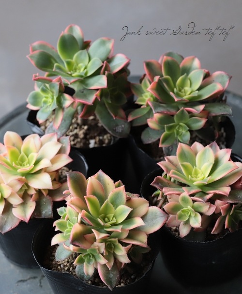 ��¿����ʪ�ۡ���ͼ�Ǥ� -�楦�Х�-�١��������˥���°