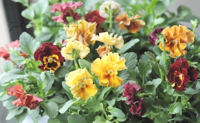 ○フリル咲きパンジー 『シエルブリエ』 【ブラッドオレンジ系】 花日