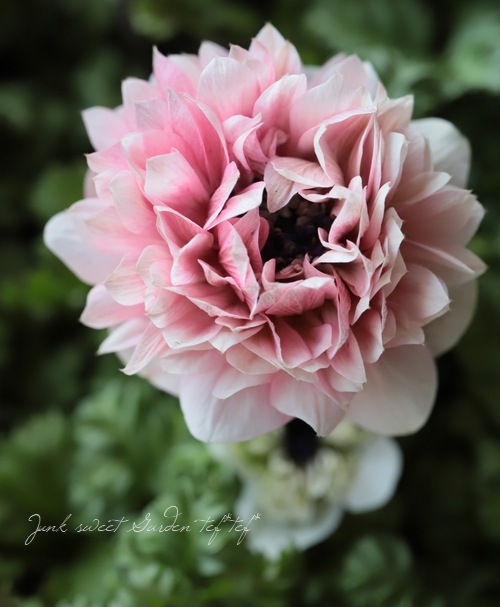 Ȭź餭ͥ͡إ󥢥ꥹ١ڥԥ󥯷ϡۡϾʤ30off