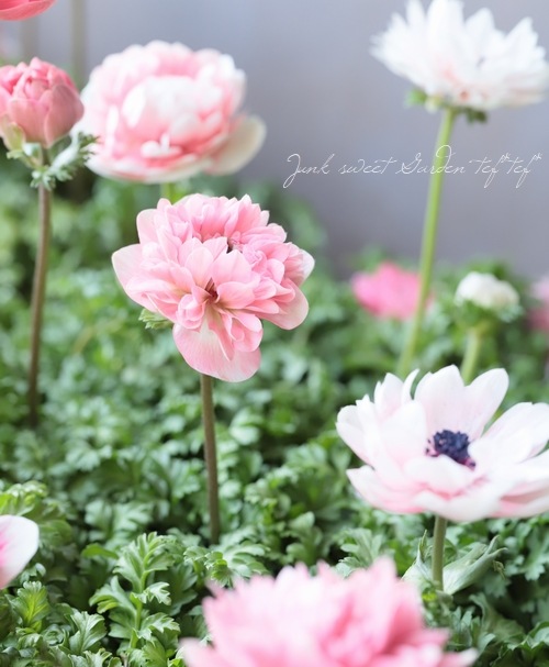 Ȭź餭ͥ͡إ󥢥ꥹ١ڥԥ󥯷ϡۡϾʤ30off