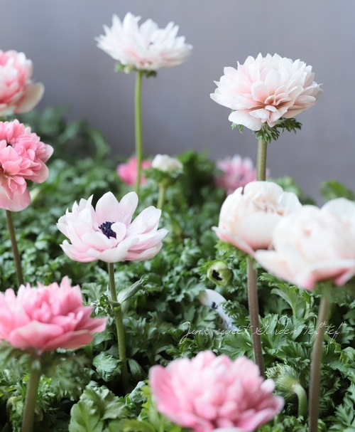 Ȭź餭ͥ͡إ󥢥ꥹ١ڥԥ󥯷ϡۡϾʤ30off