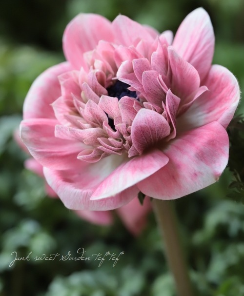 Ȭź餭ͥ͡إ󥢥ꥹ١ڥԥ󥯷ϡۡϾʤ30off