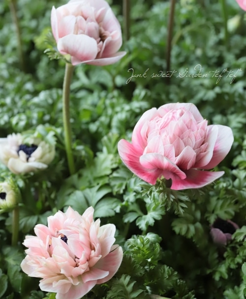 Ȭź餭ͥ͡إ󥢥ꥹ١ڥԥ󥯷ϡۡϾʤ30off