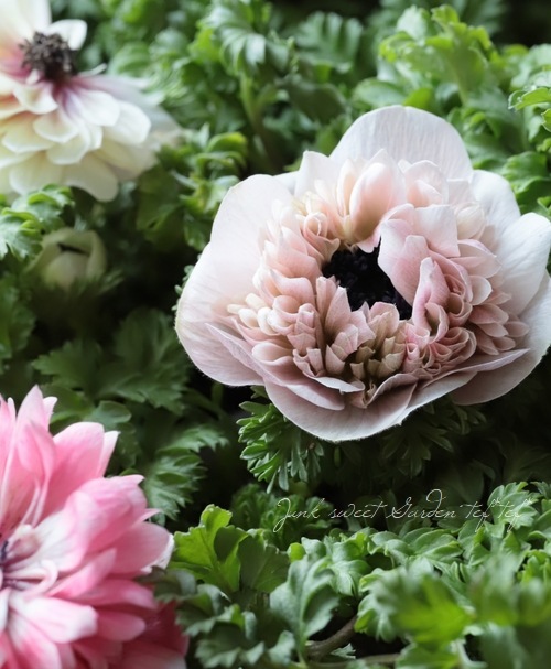 Ȭź餭ͥ͡إ󥢥ꥹ١ڥԥ󥯷ϡۡϾʤ30off