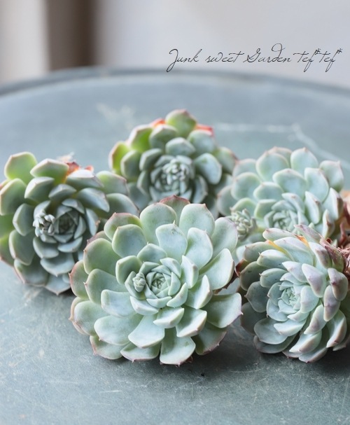 【新品】　ソウルオブシベリア　#7　ククサ　ホワイトペンダント　No.2503 新品】 ソウルオブシベリア #7 ククサ ホワイトペンダント No.2503