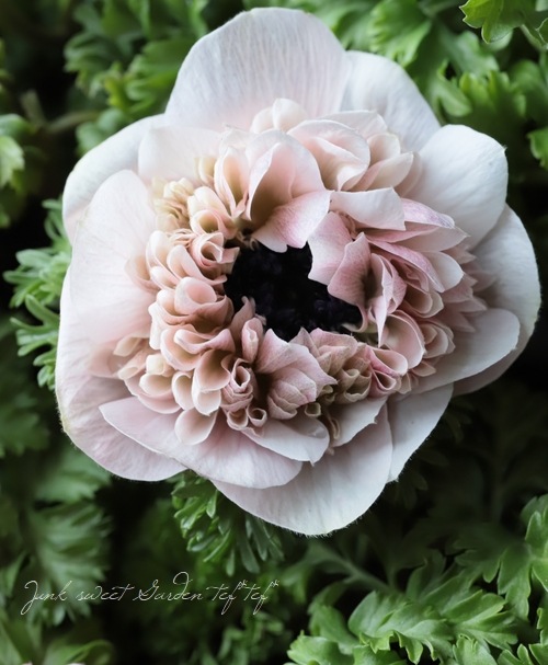 Ȭź餭ͥ͡إ󥢥ꥹ١ڥԥ󥯷ϡۡϾʤ30off