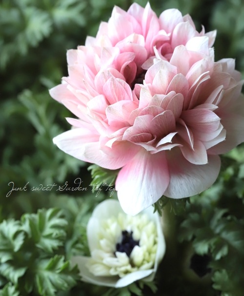 Ȭź餭ͥ͡إ󥢥ꥹ١ڥԥ󥯷ϡۡϾʤ30off