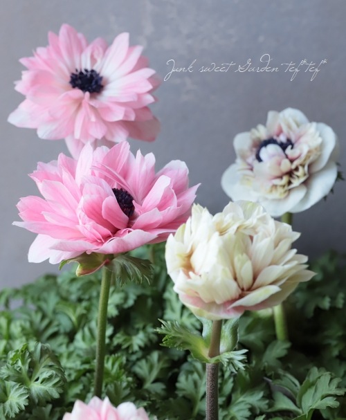 Ȭź餭ͥ͡إ󥢥ꥹ١ڥԥ󥯷ϡۡϾʤ30off