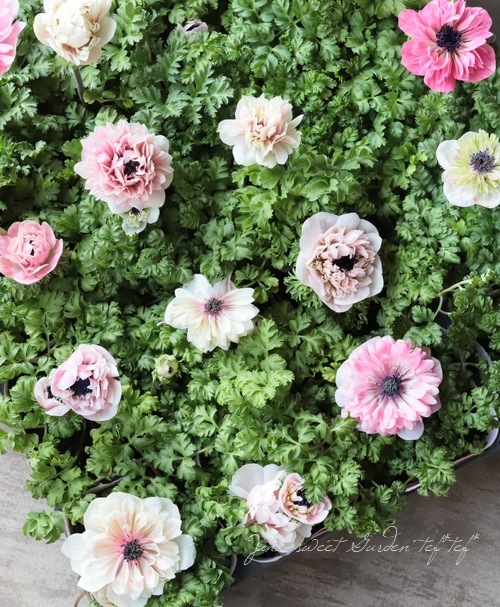 Ȭź餭ͥ͡إ󥢥ꥹ١ڥԥ󥯷ϡۡϾʤ30off