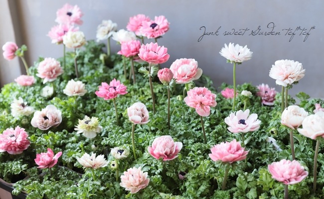 八重咲きアネモネ 『アンアリス』 【ピンク系】【地上部なし30