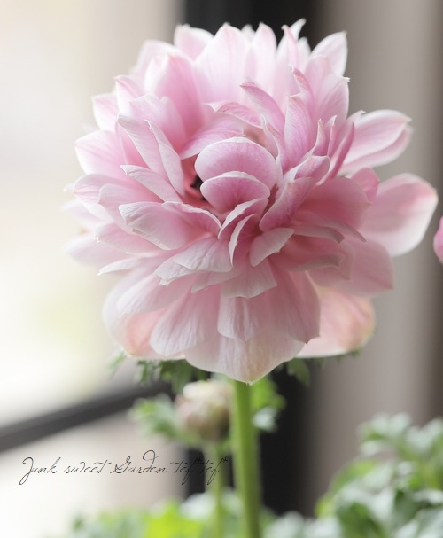 Ȭź餭ͥ͡إ󥢥ꥹ١ڥԥ󥯷ϡۡϾʤ30off