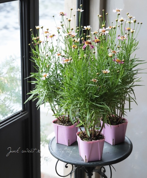 ���쥪�ץ������إԥ󥯥��ե������٥���ꥫ�󥳥��⥹