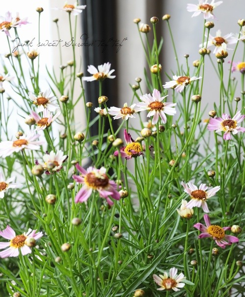 ���쥪�ץ������إԥ󥯥��ե������٥���ꥫ�󥳥��⥹