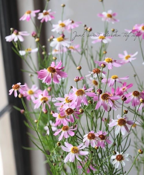 ���쥪�ץ������إԥ󥯥��ե������٥���ꥫ�󥳥��⥹