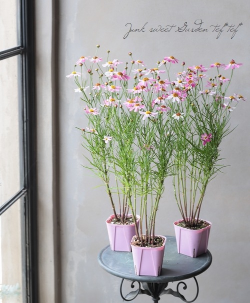 ���쥪�ץ������إԥ󥯥��ե������٥���ꥫ�󥳥��⥹