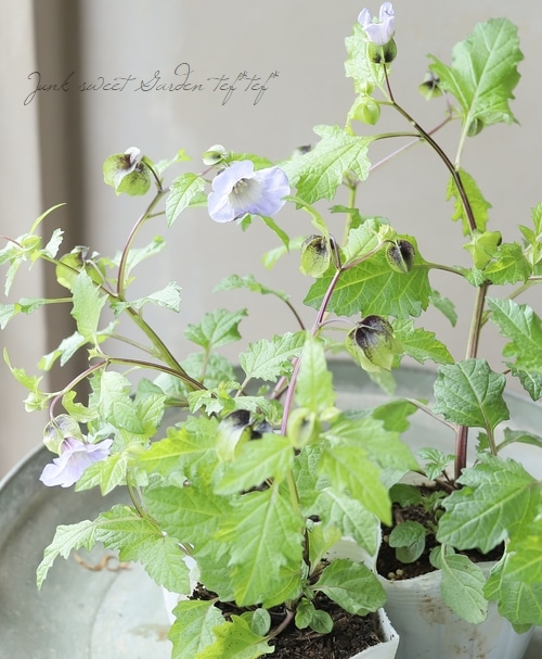 ニカンドラ 『黒ほおずき』 | すべての商品 | | Junk sweet Garden tef