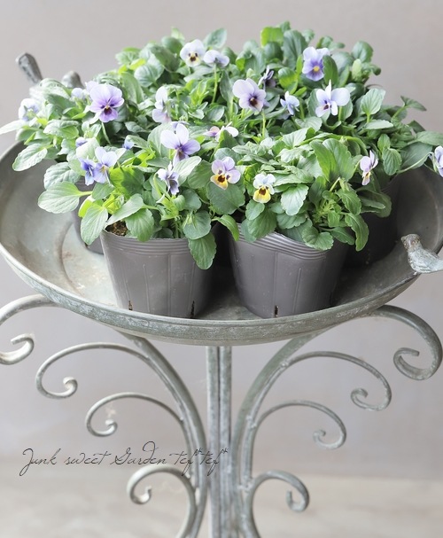 ▽【LUXURY SELECTION】tef*tef*オリジナル ビオラ・グローシリーズ