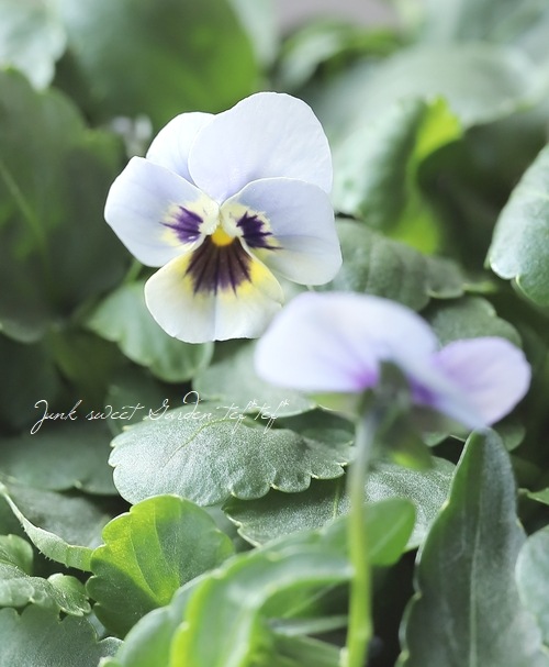 ▽【LUXURY SELECTION】tef*tef*オリジナル ビオラ・グローシリーズ