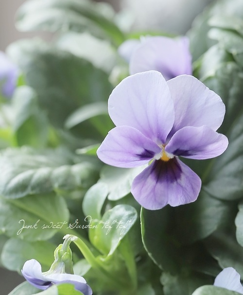 ▽【LUXURY SELECTION】tef*tef*オリジナル ビオラ・グローシリーズ