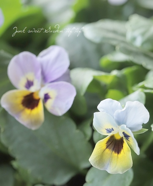 ▽【LUXURY SELECTION】tef*tef*オリジナル ビオラ・グローシリーズ