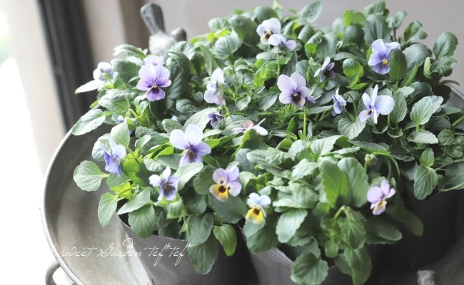 リピーター☘️ビオラ様30:30 ▽【LUXURY SELECTION】tef*tef*オリジナル ビオラ・グローシリーズ