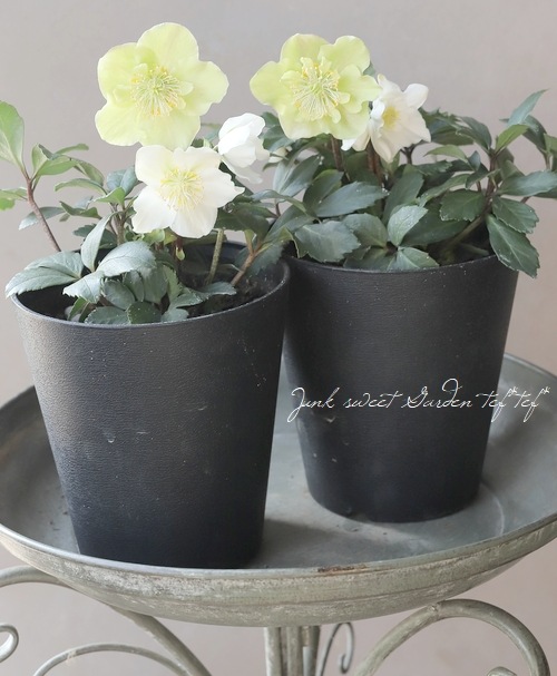 クリスマスローズ 『ニゲル』 【セミダブル】 | すべての商品 | | Junk