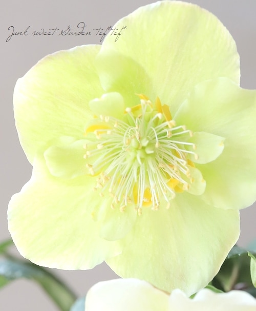 あだーじょ様ご検討用　クリスマスローズ　ニゲル 楽天市場】クリスマスローズ ニゲル HGC ピンクフロスト 6号鉢植え