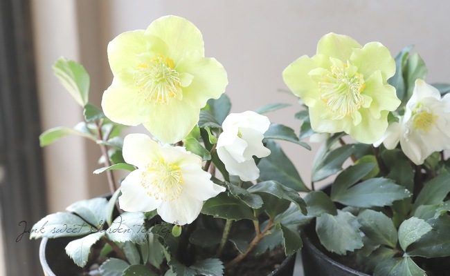 クリスマスローズ 『ニゲル』 【セミダブル】 | すべての商品 | | Junk