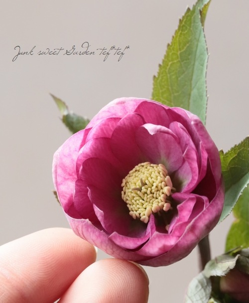 大和園】 クリスマスローズ 『ダブルピンクカップ咲き』 2026【N